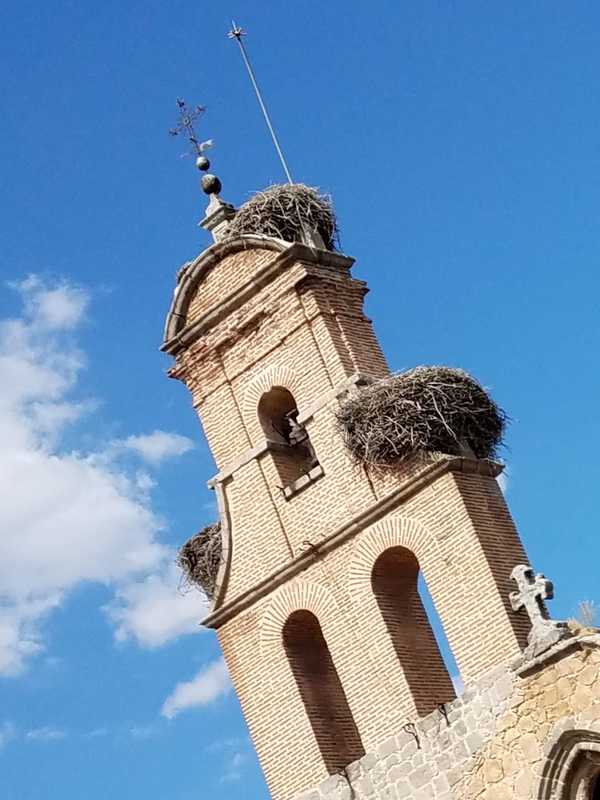Picture of birds nests on a church.