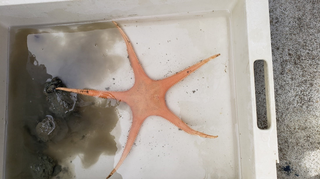 Picture of a starfish.
