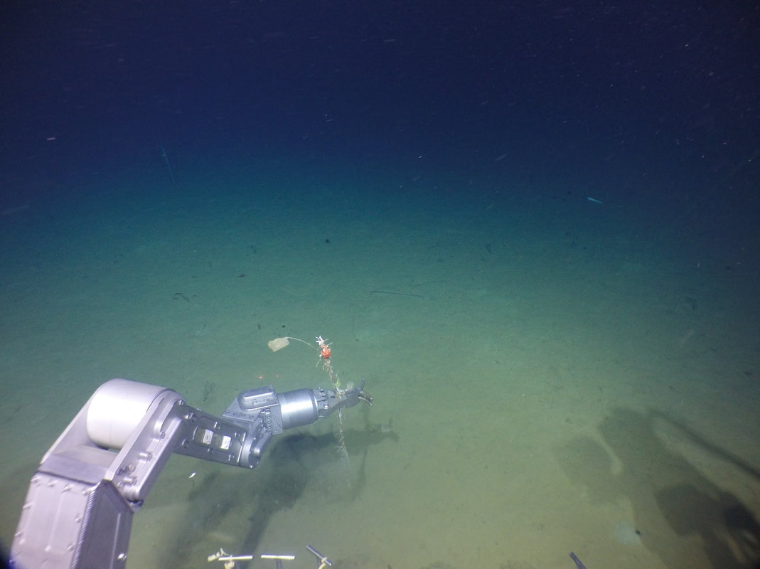 Picture of submersible under the sea.