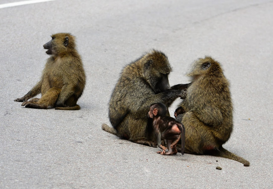 Picture of baboons.