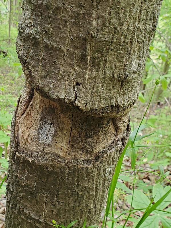 Picture of a tree chewed by a beaver.