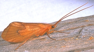 Picture of an insect