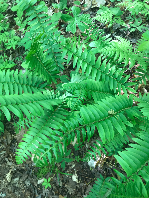 Picture of ferns.