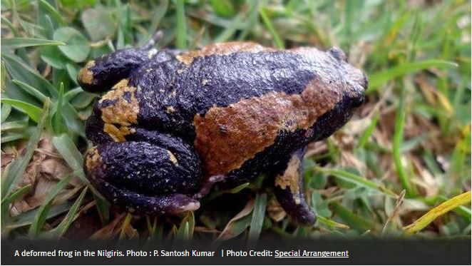Picture of deformed frog linking to article on pollution