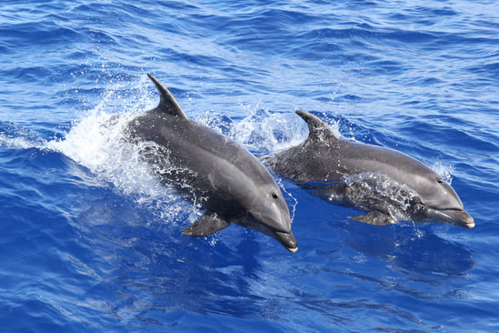 Picture of dolphins.