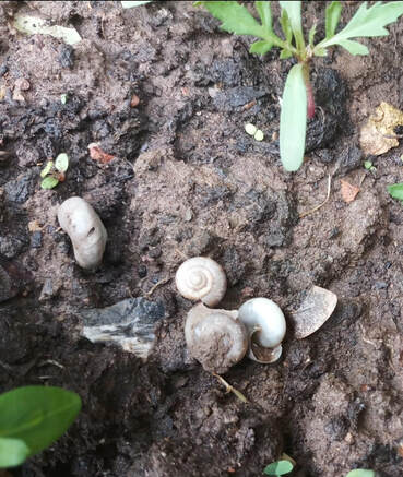 Picture of snails.