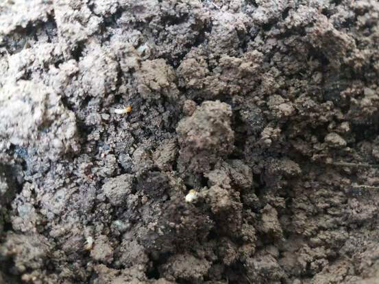 Picture of a termite nest.