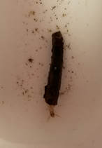 Picture of casemaker caddisfly