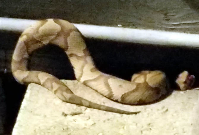 Picture copperhead snake
