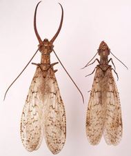 Picture of male and female Dobson flies