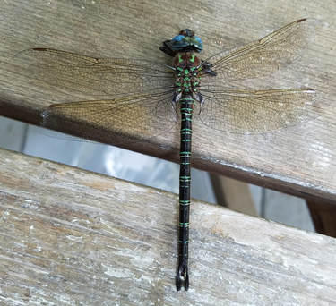 Picture of dragonfly
