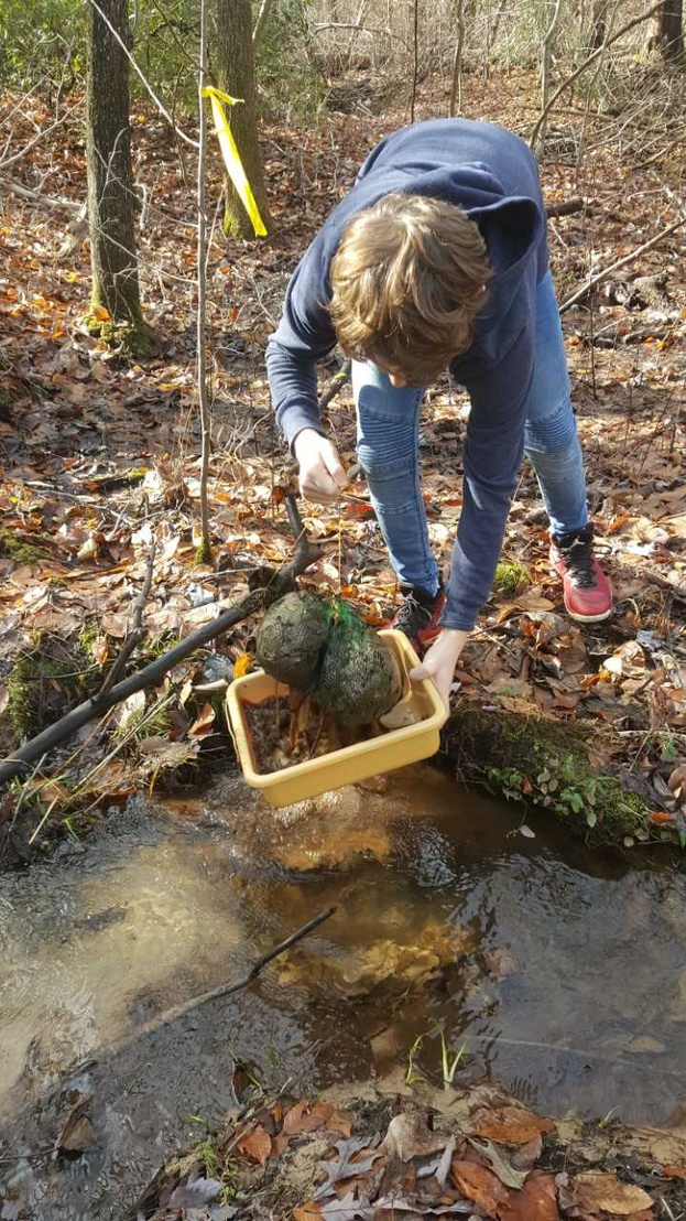 Picture of student removing leaf packs from stream.