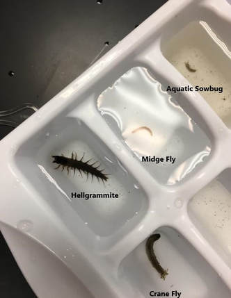 Picture of Hellgrammite, midge fly, aquatic sowbug, and crane fly
