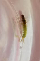Picture of net spinning caddisfly