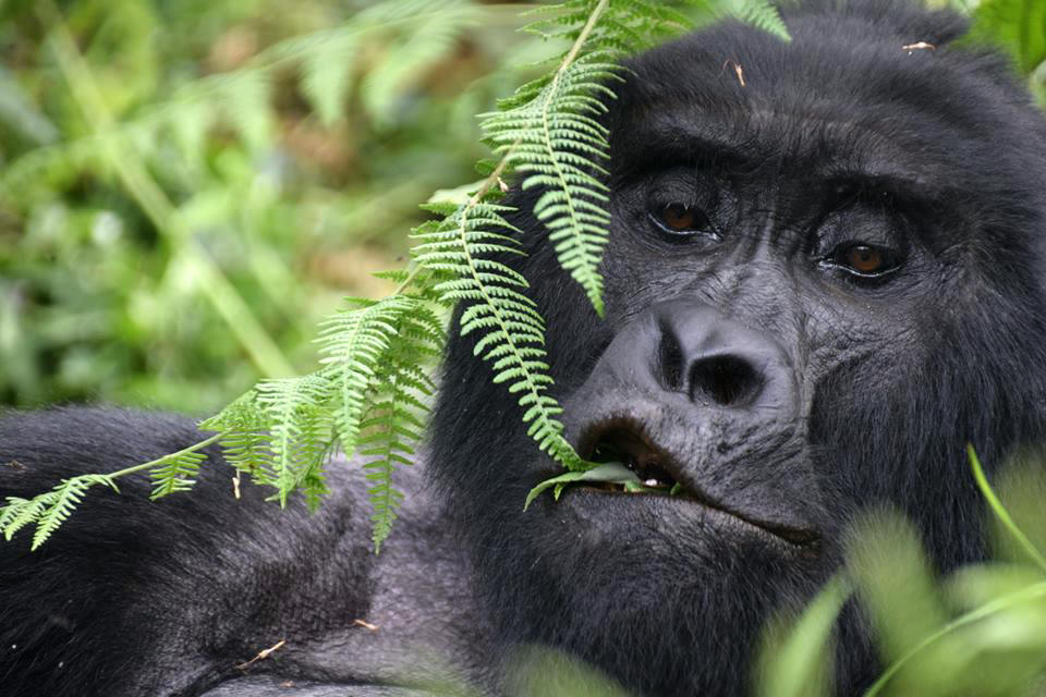 Picture of gorillas