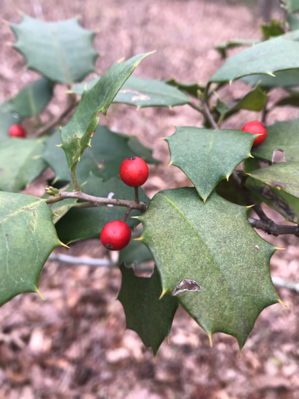 Picture of holly tree.