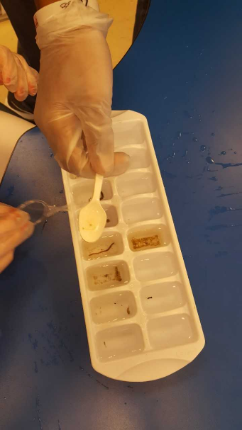 Picture of ice cube tray with insects.