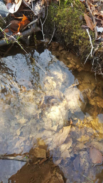 Picture of leaf packs in stream.