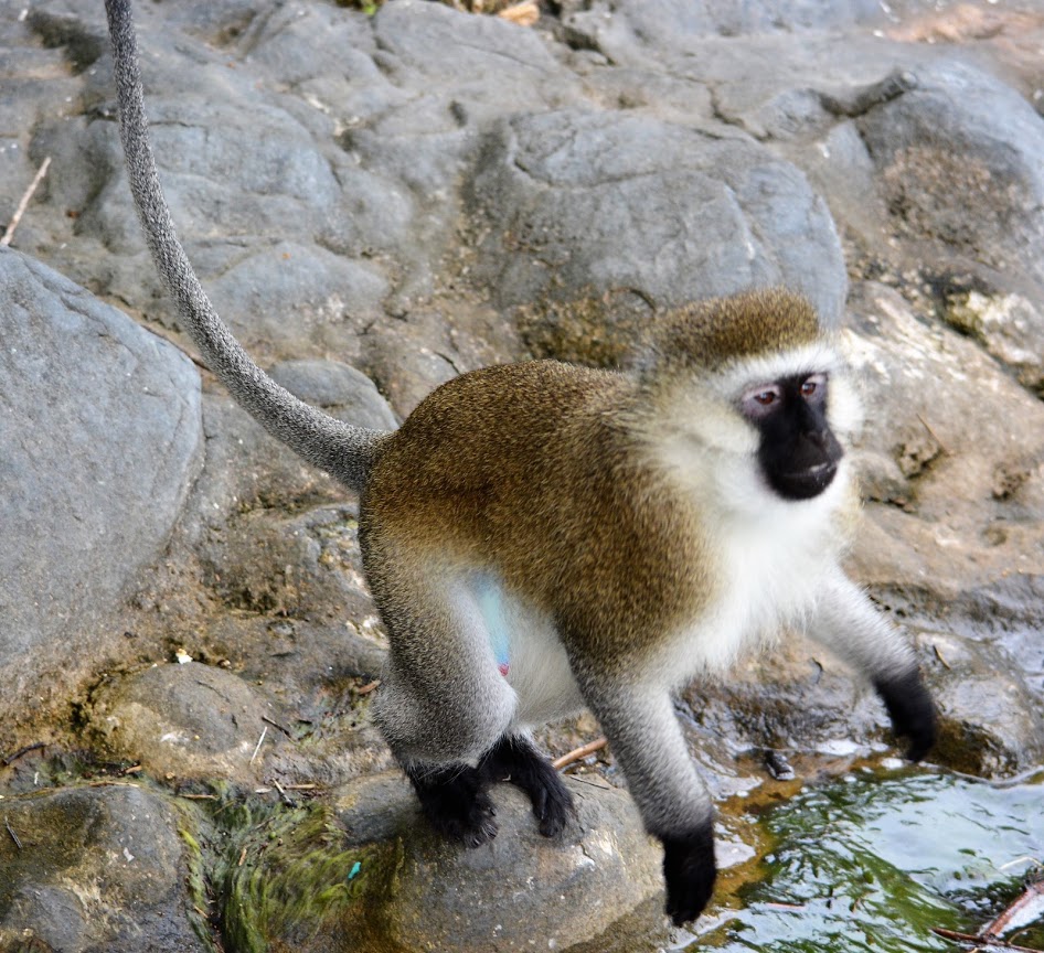 Picture of a monkey.