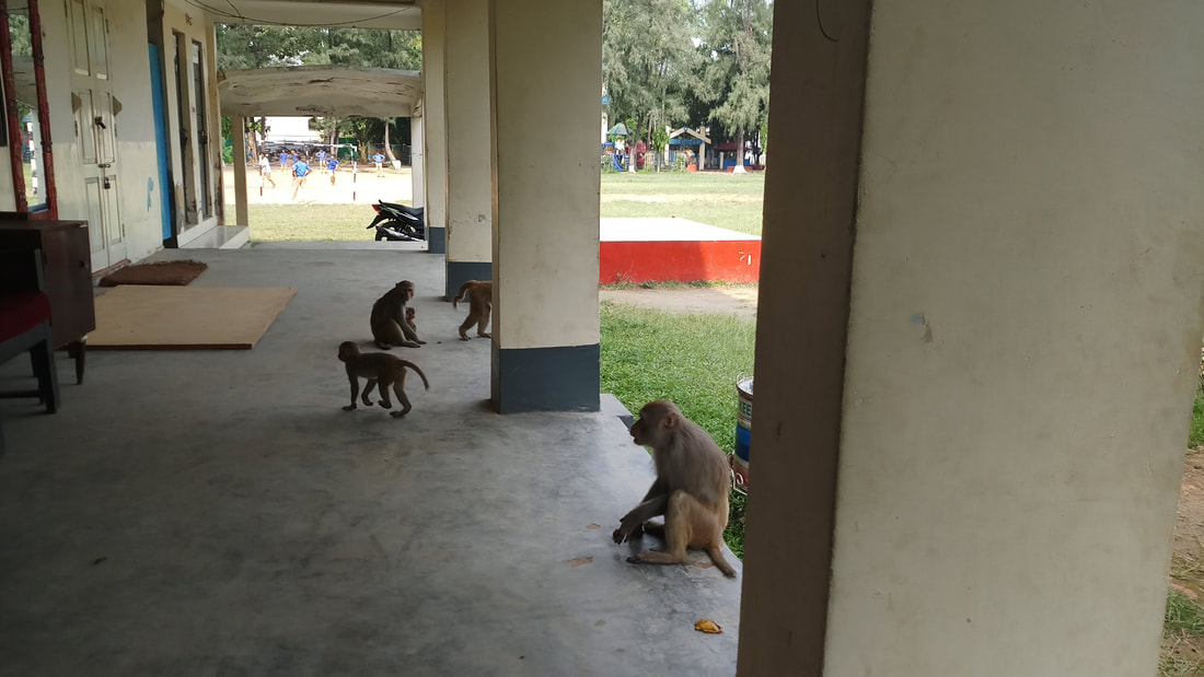 picture of monkeys