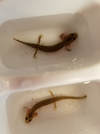 2 salamanders