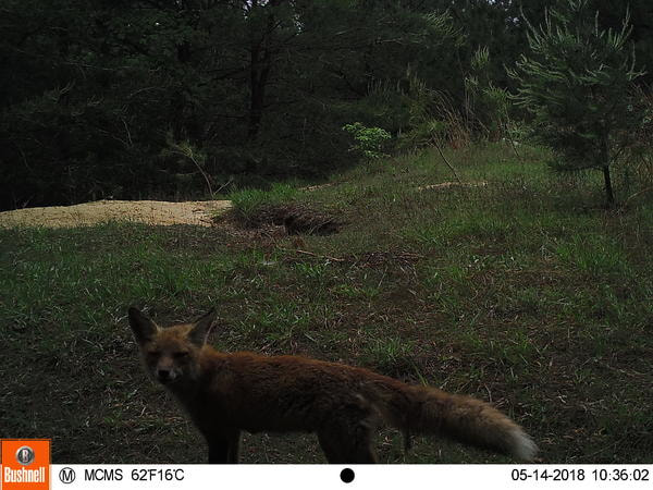 Picture of a red fox