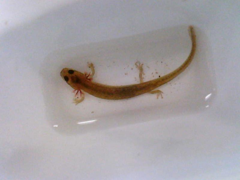 Picture of a salamander