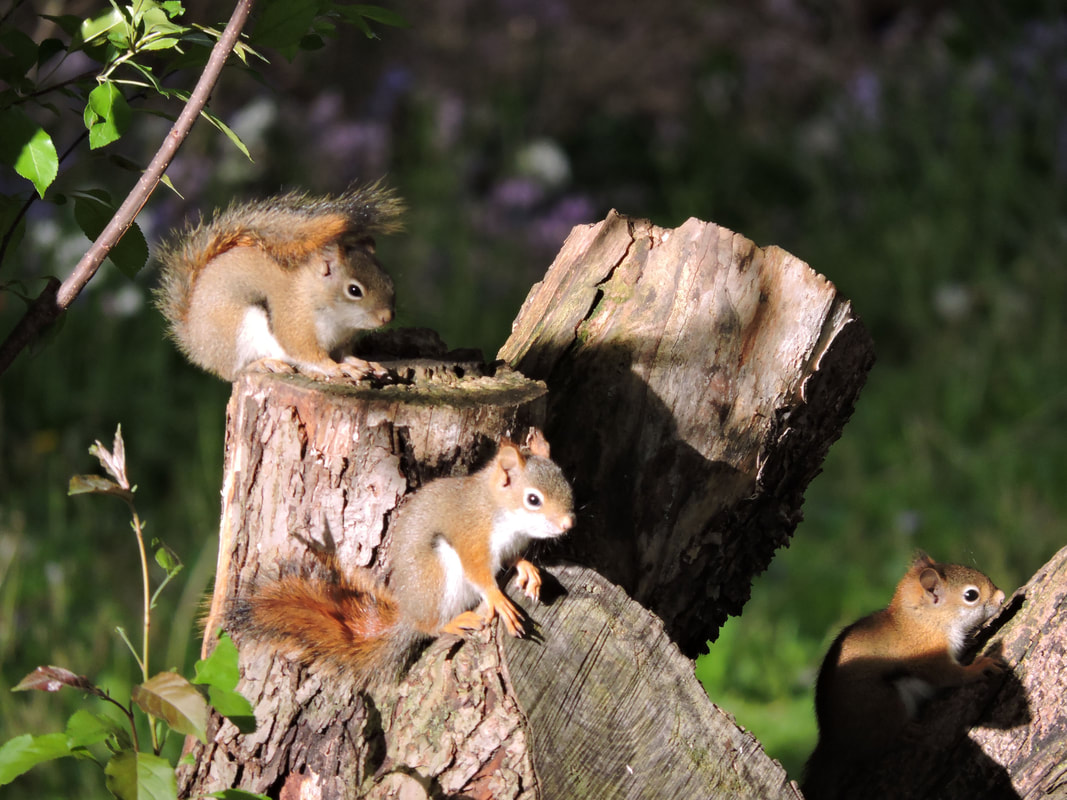 Picture of squirrels.