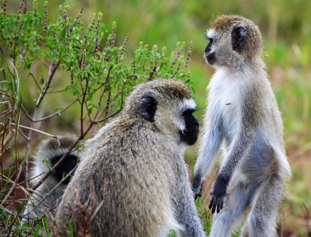 Picture of monkeys